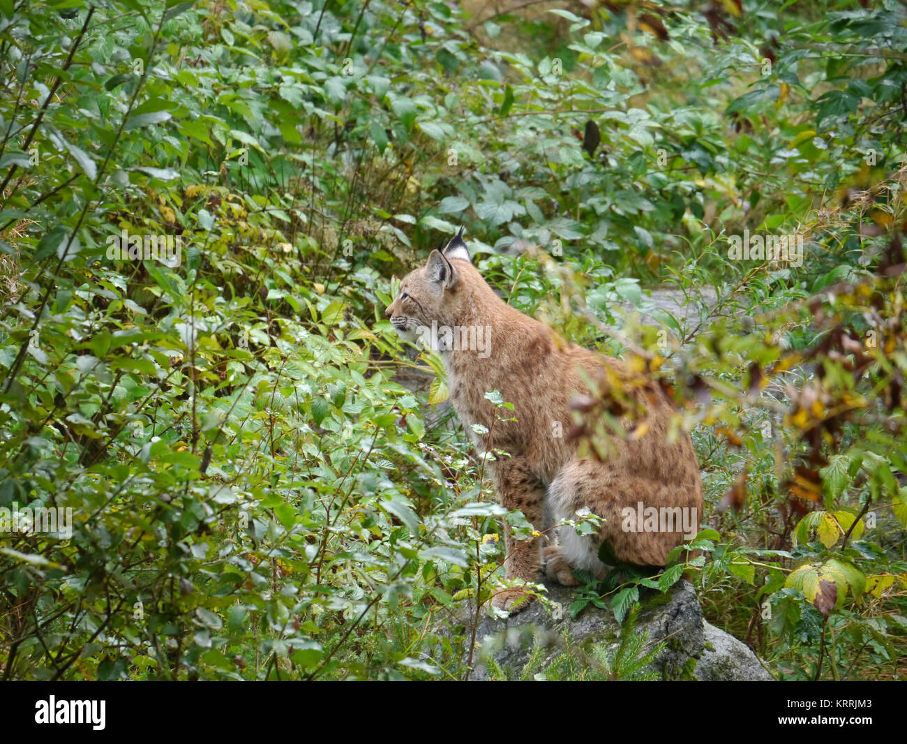 Eurasischer Luchs Stockfoto