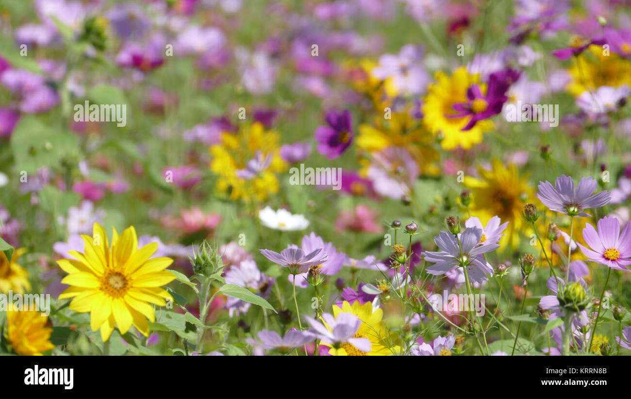 Blume Garten mit sehr schönem Wetter für Hintergrund Stockfoto