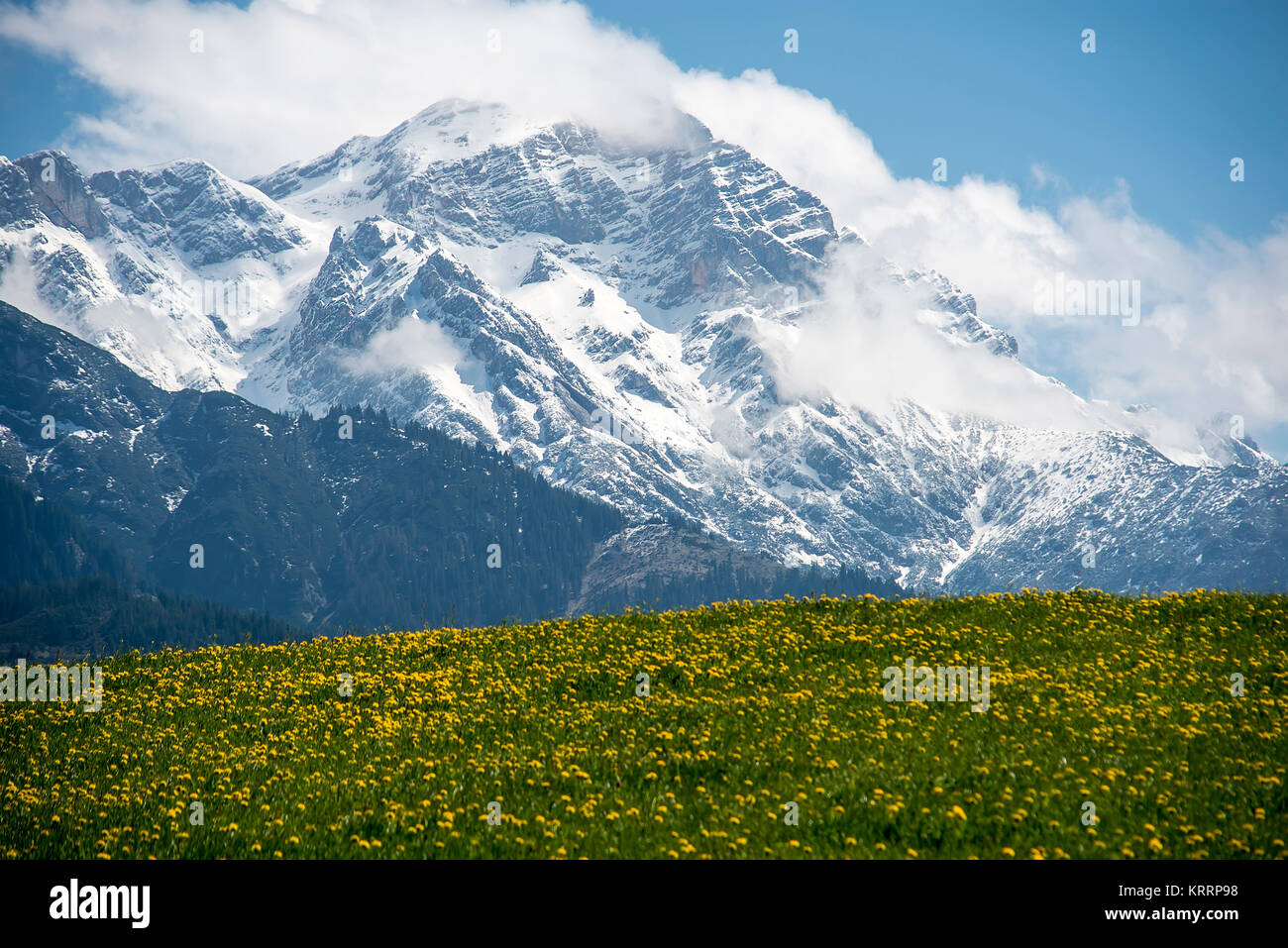 Die schneebedeckten Gipfel auf das Steinerne Meer in Saalfelden vor grüne Wiese mit gelben Blumen im Frühling Stockfoto