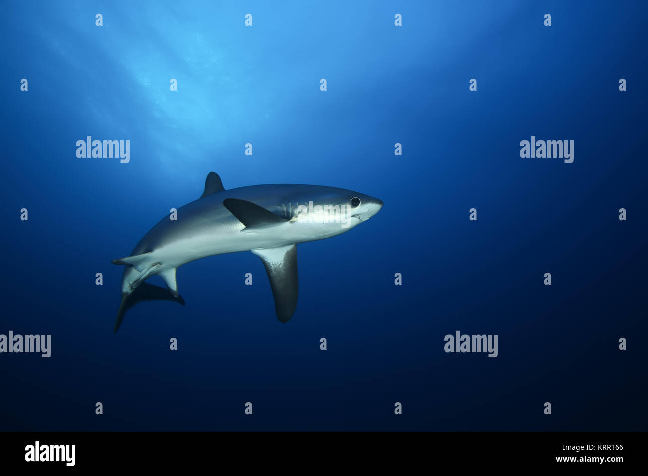 Gefährliche große Hai Unterwasser-Safari Egypr Rote Meer Stockfoto