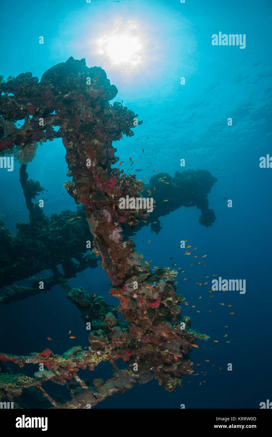 gesunkenes Schiff Wrack Unterwasser Tauchen Sudan Rotes Meer Stockfoto