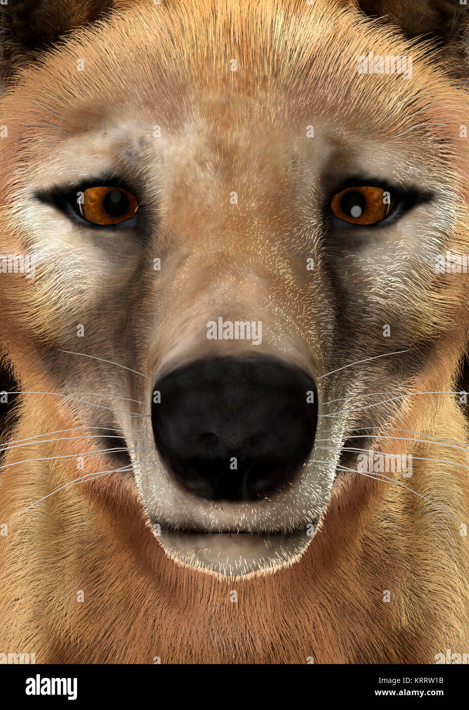 3D-Rendering Beutelwolf Stockfoto