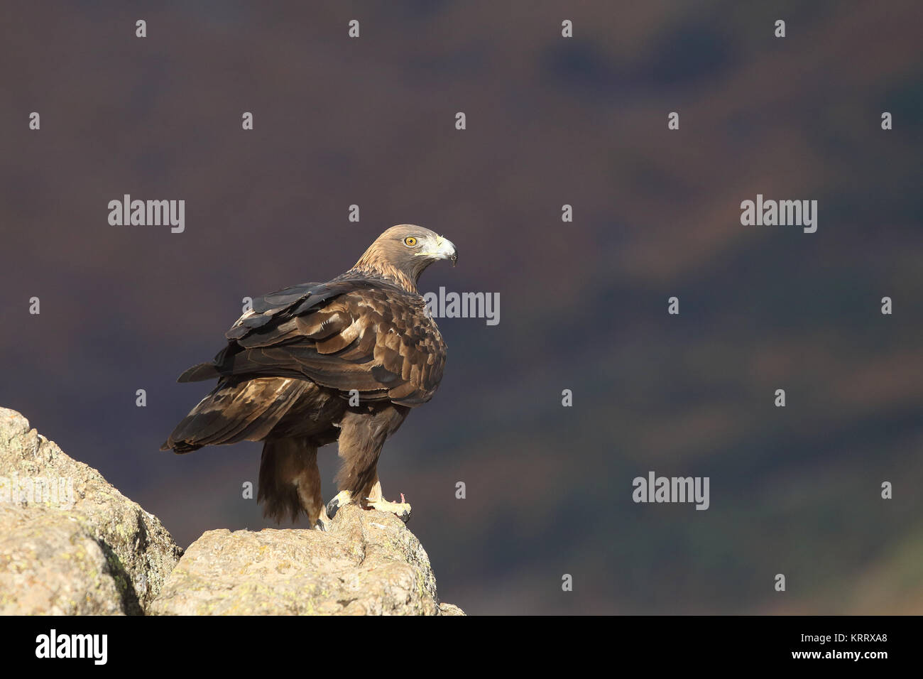 Golden Eagle Fly Stockfoto