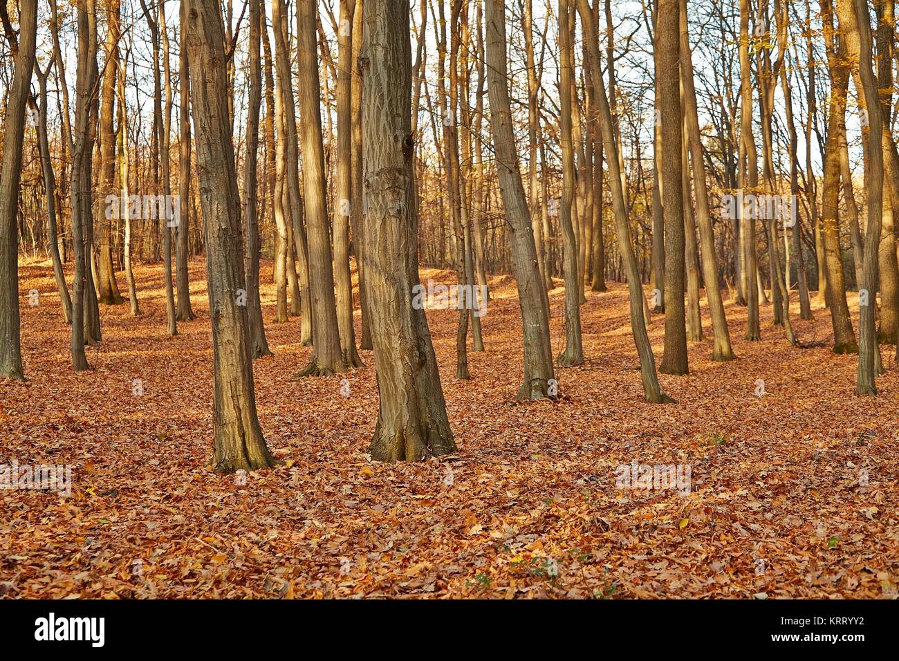 Herbst-Wald-Detail Stockfoto