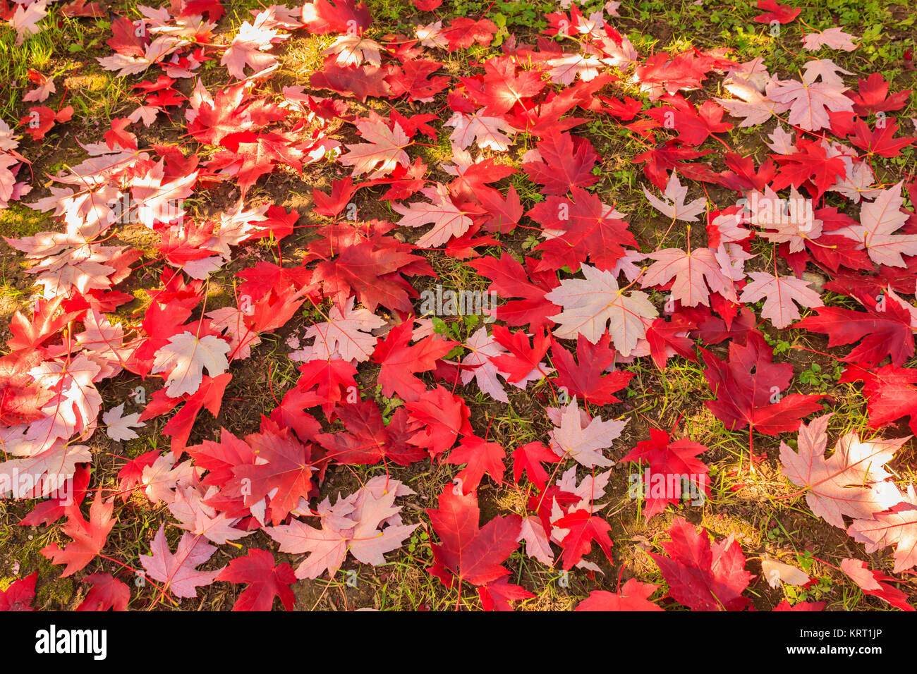 chromatische Magie des Herbstes Stockfoto