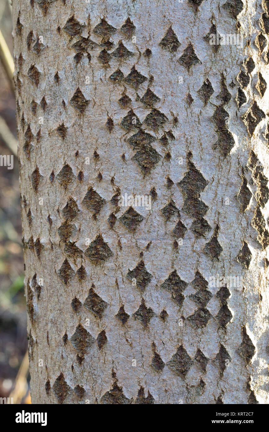 Zitterpappel, Pappel, Zitter-Pappel, Espe, Aspe, Rinde, Borke, Stamm, Baumstamm, mit rautenförmigen Korkwarzen, Populus tremula, Aspen, Europäischen Aspen Stockfoto