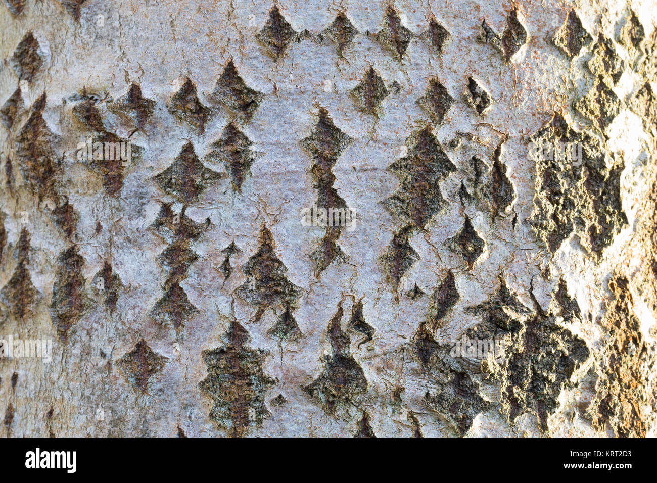 Zitterpappel, Pappel, ZitterPappel, Espe, Aspe, Rinde,