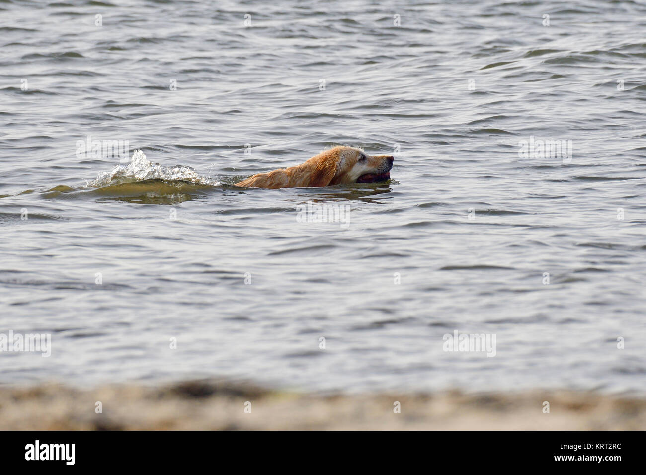 Golden Retriever am Strand Stockfoto