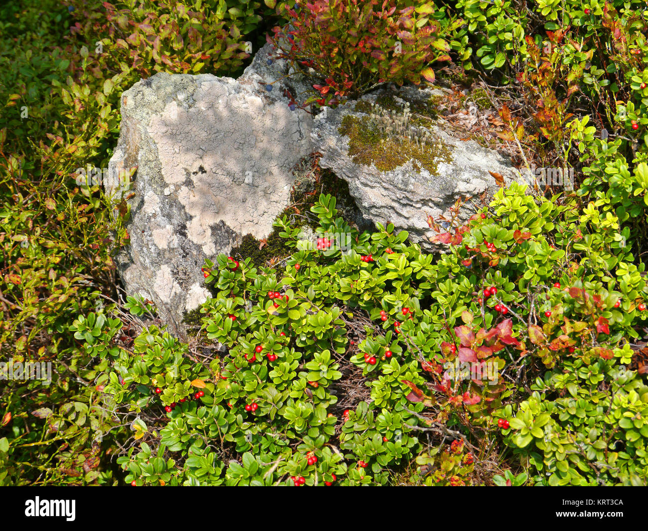 Wilde kurze Preiselbeere Sträucher mit reife Beeren Stockfoto