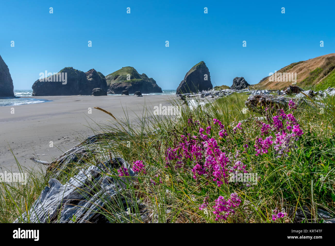 Treibholz und Blumen auf Meyers Beach Stockfoto