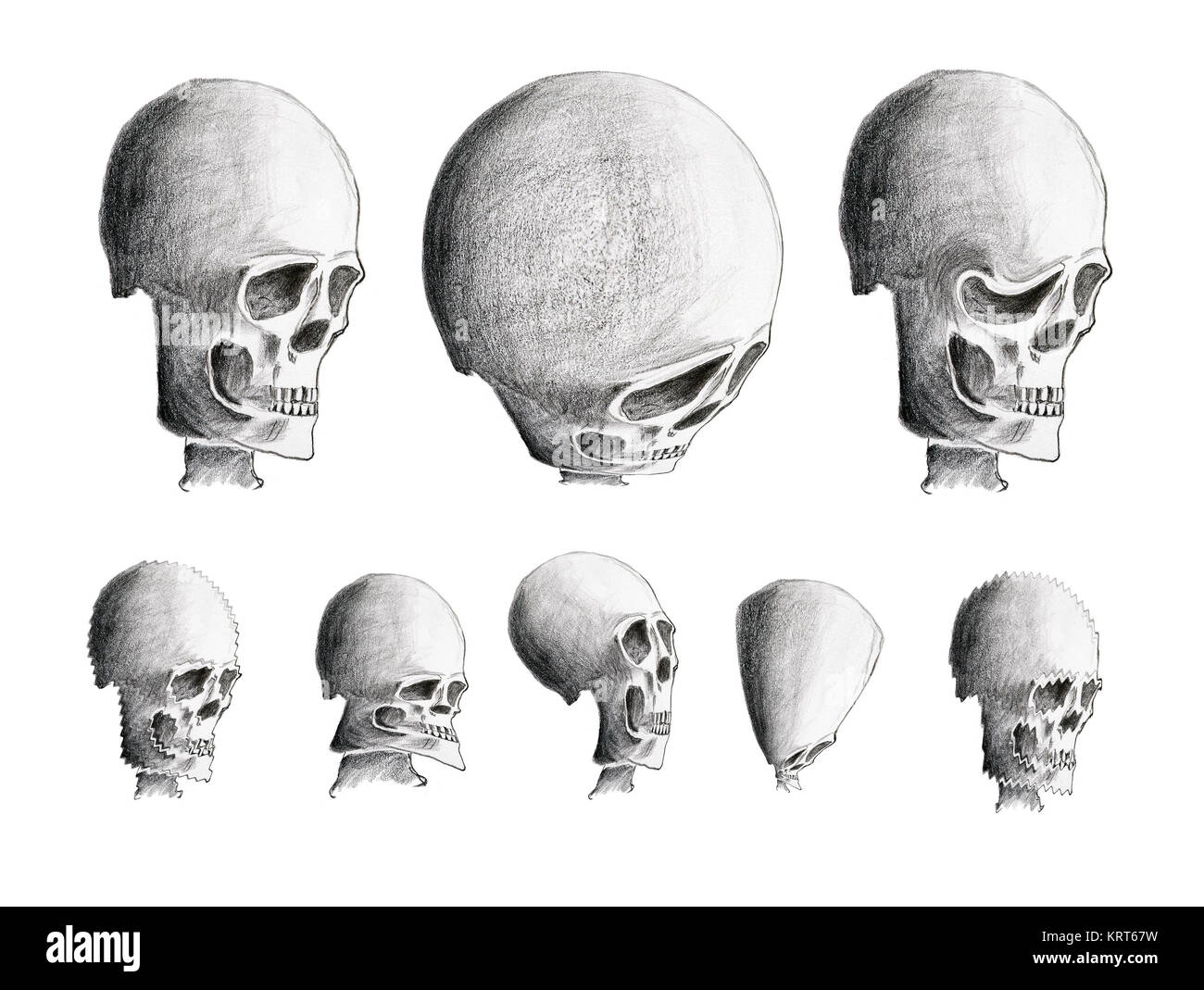 Hand Zeichnung der verschiedenen menschlichen Schädeln Stockfoto