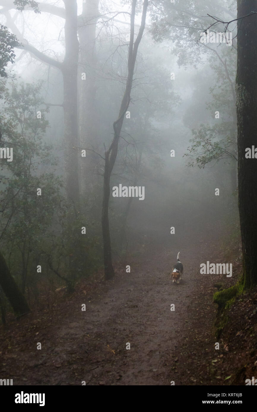 Ein beagle Hund den Weg sniff auf, um sein Ziel zu finden. Stockfoto