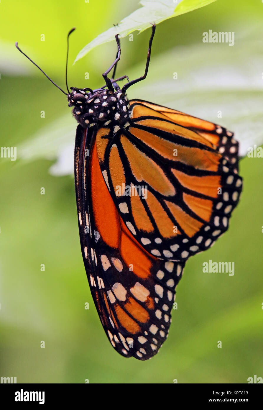 Kleinerer monarch Fotos und Bildmaterial in hoher Auflösung Alamy