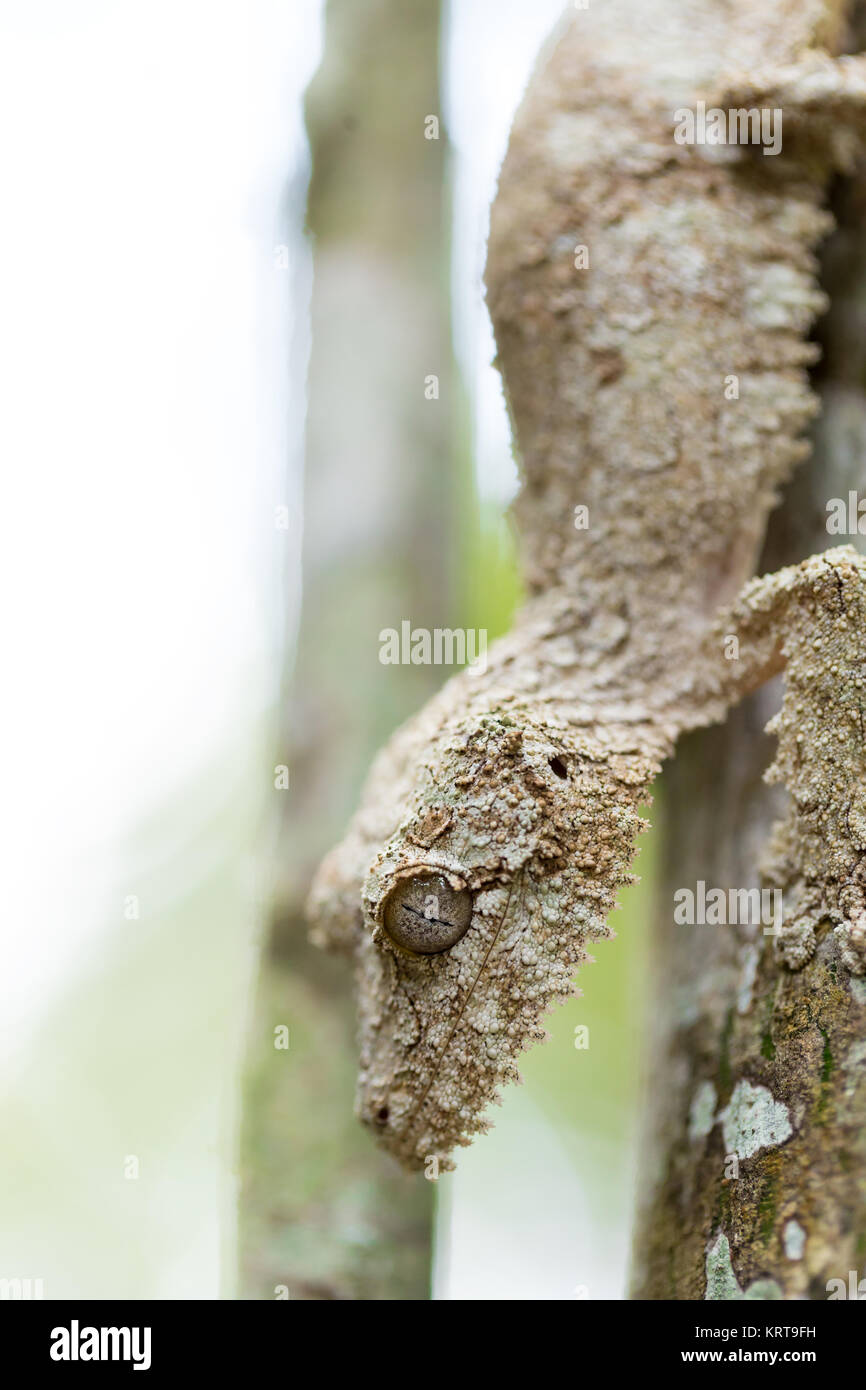Perfekt bemoosten Leaf-tailed Gecko maskiert Stockfoto