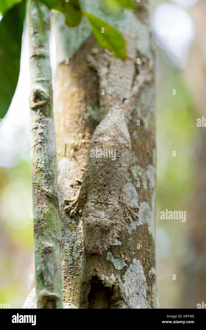 Perfekt bemoosten Leaf-tailed Gecko maskiert Stockfoto