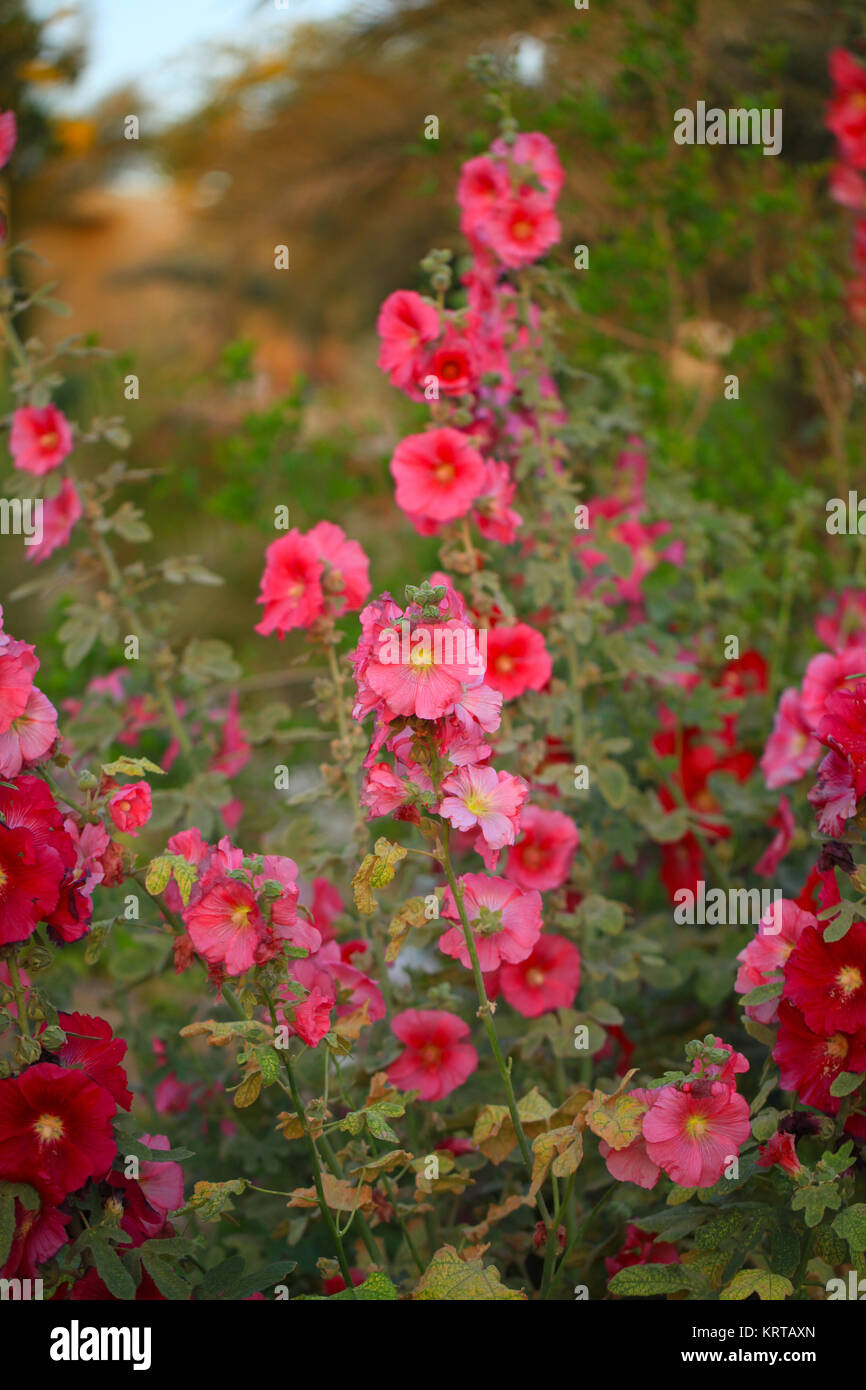 Alcea ist eine Gattung von über 60 Arten von Blütenpflanzen in der Mallow Familie Malvaceae, allgemein bekannt als die Stockrosen Stockfoto
