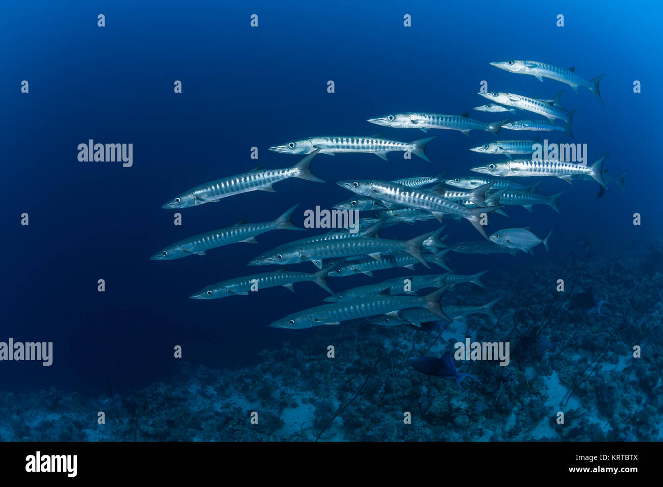 Barracuda Unterwasser Bild Sudan Rotes Meer Tauchsafari Stockfoto