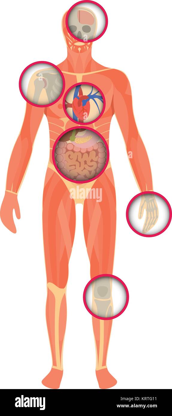 Die Struktur des menschlichen Körpers - ein Blick durch den Scanner. Anatomie der männlichen. Vector Illustration Stock Vektor