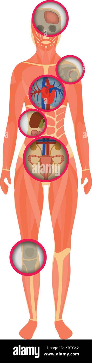 Die Struktur des menschlichen Körpers - ein Blick durch den Scanner. Anatomie der weiblichen. Vector Illustration Stock Vektor