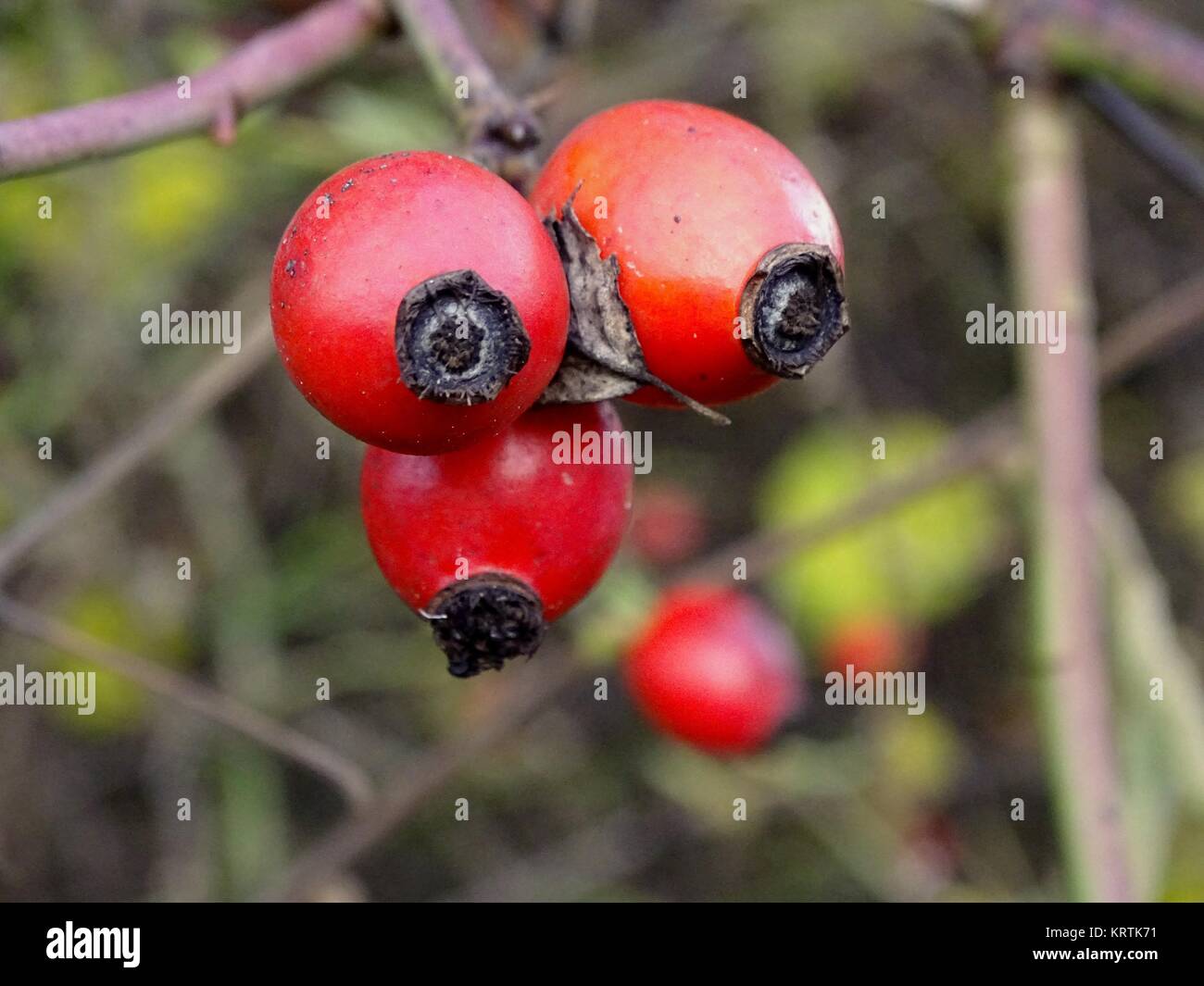 Hagebutten auf den Busch Stockfoto