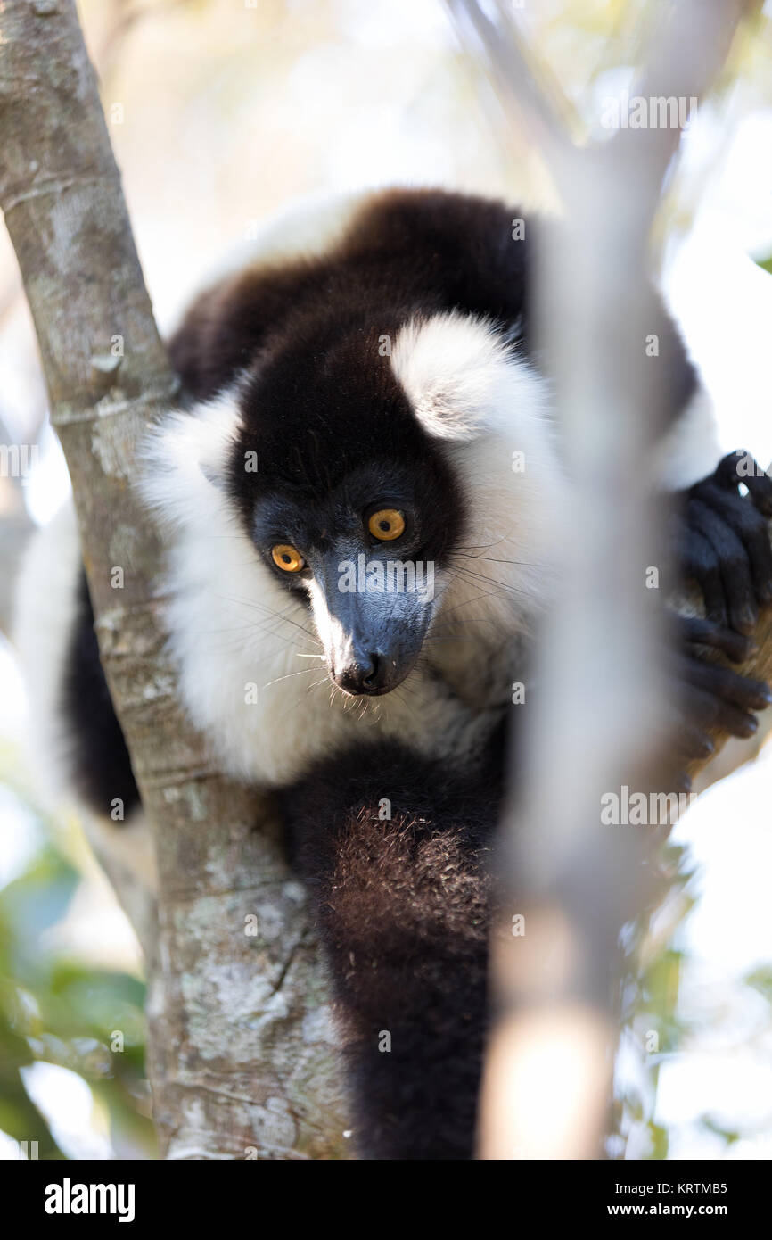 Schwarzweiße Vari (Varecia variegata subcincta Stockfotografie Alamy
