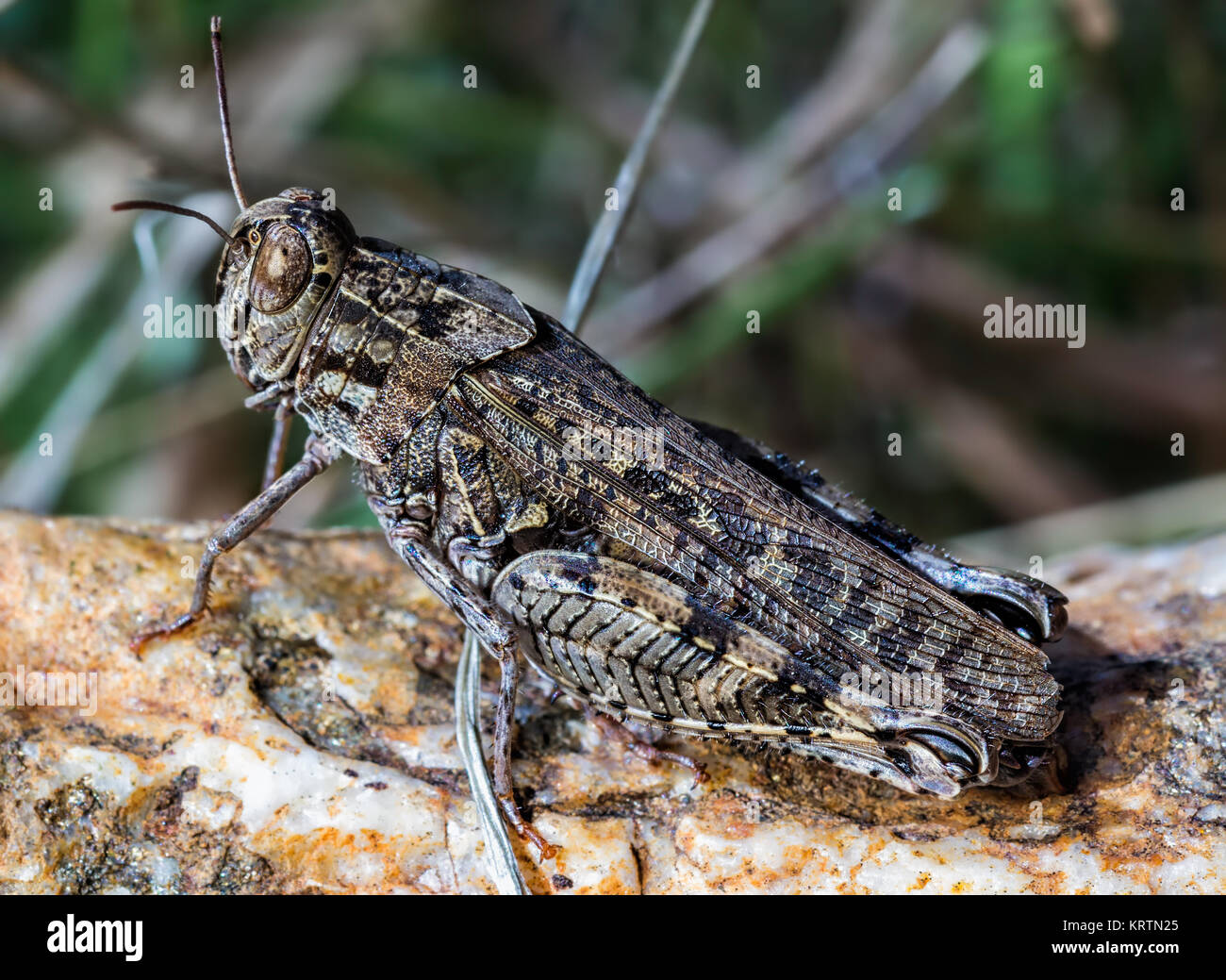 Grasshopper in ihrer natürlichen Umgebung fotografiert. Stockfoto