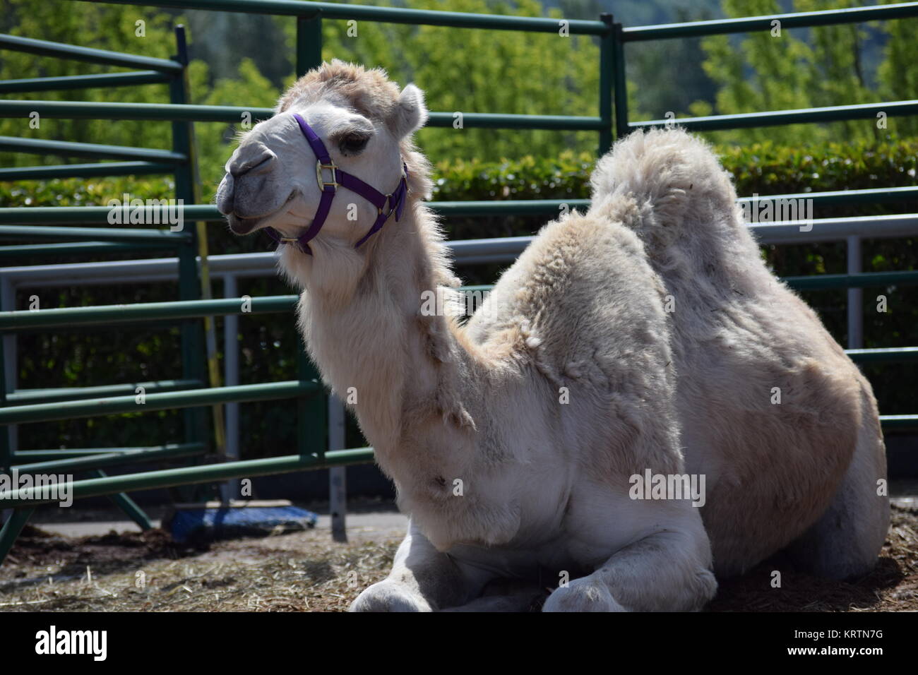 Cute Kamel zur Festlegung Stockfoto