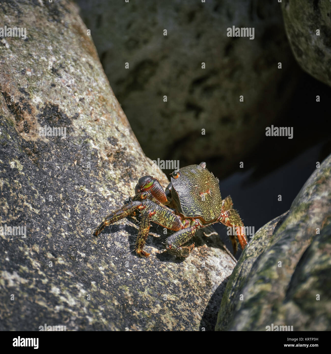 Krabben auf Felsen Stockfoto