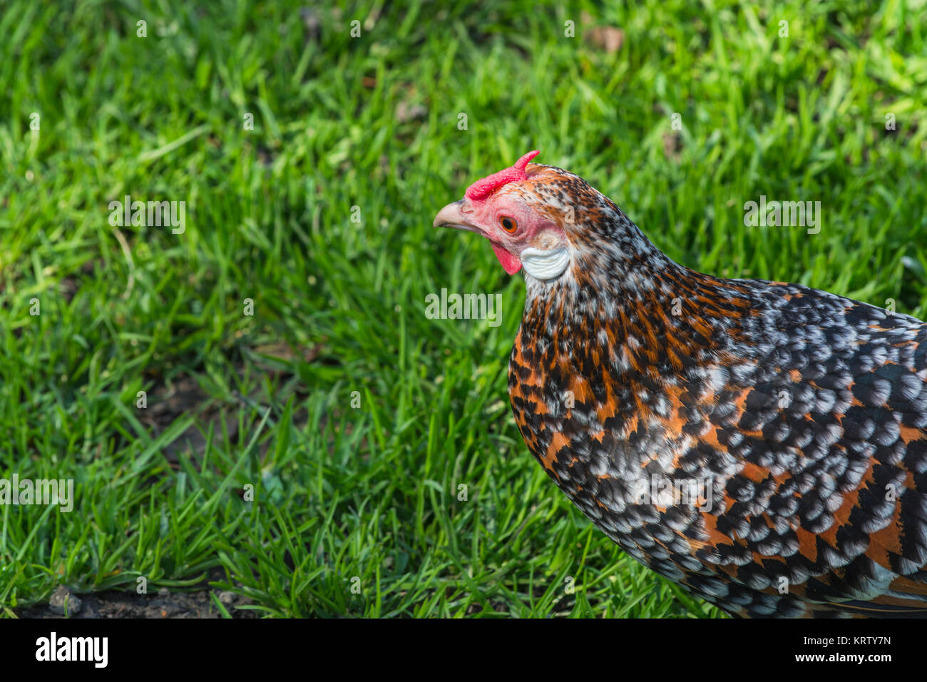 Freilaufende Hühner bei der Futtersuche auf einem Bauernhof. Stockfoto