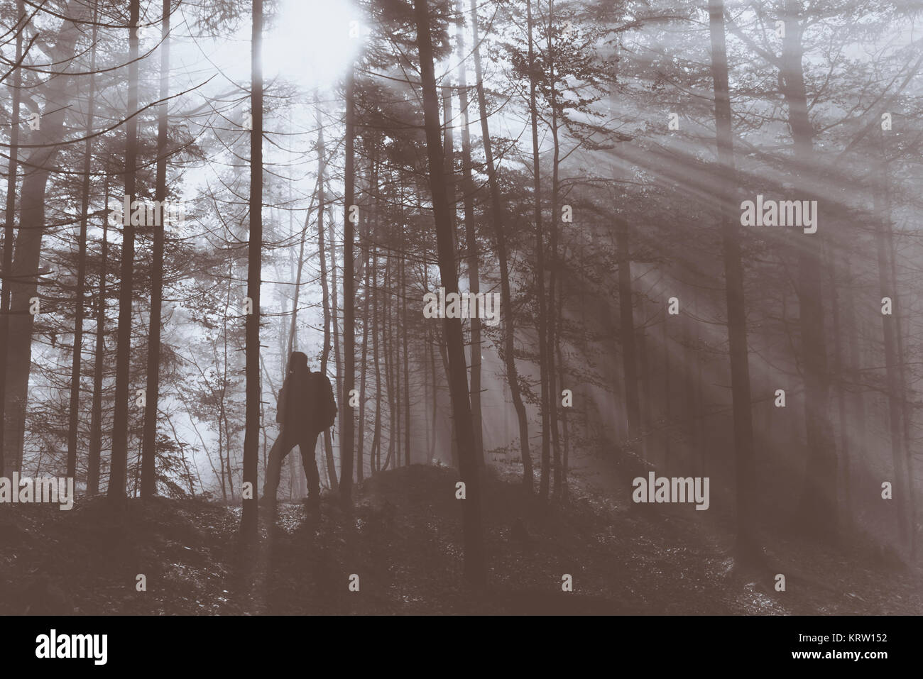 Mann-Tourist mit Rucksack im Wald Stockfoto