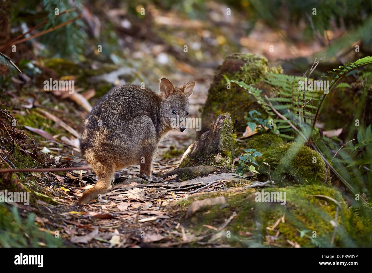 Kleine Wallaby im Wald Stockfoto