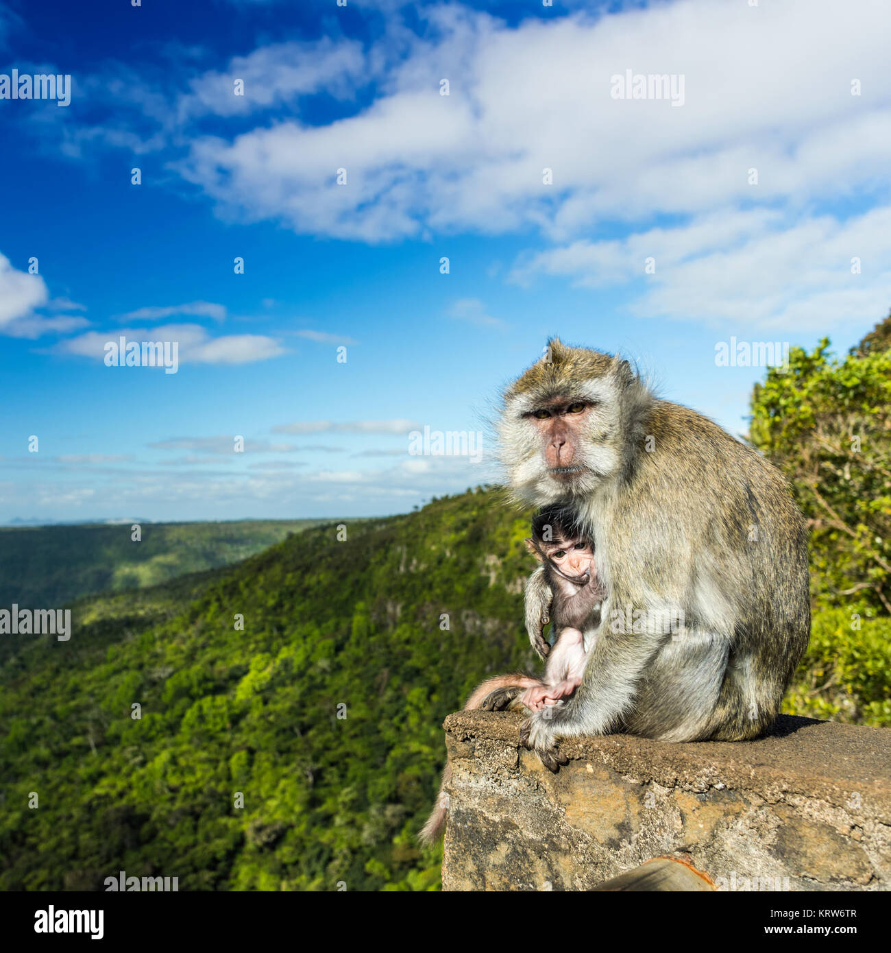 Affen in die Schluchten Aussichtspunkt. Mauritius. Stockfoto