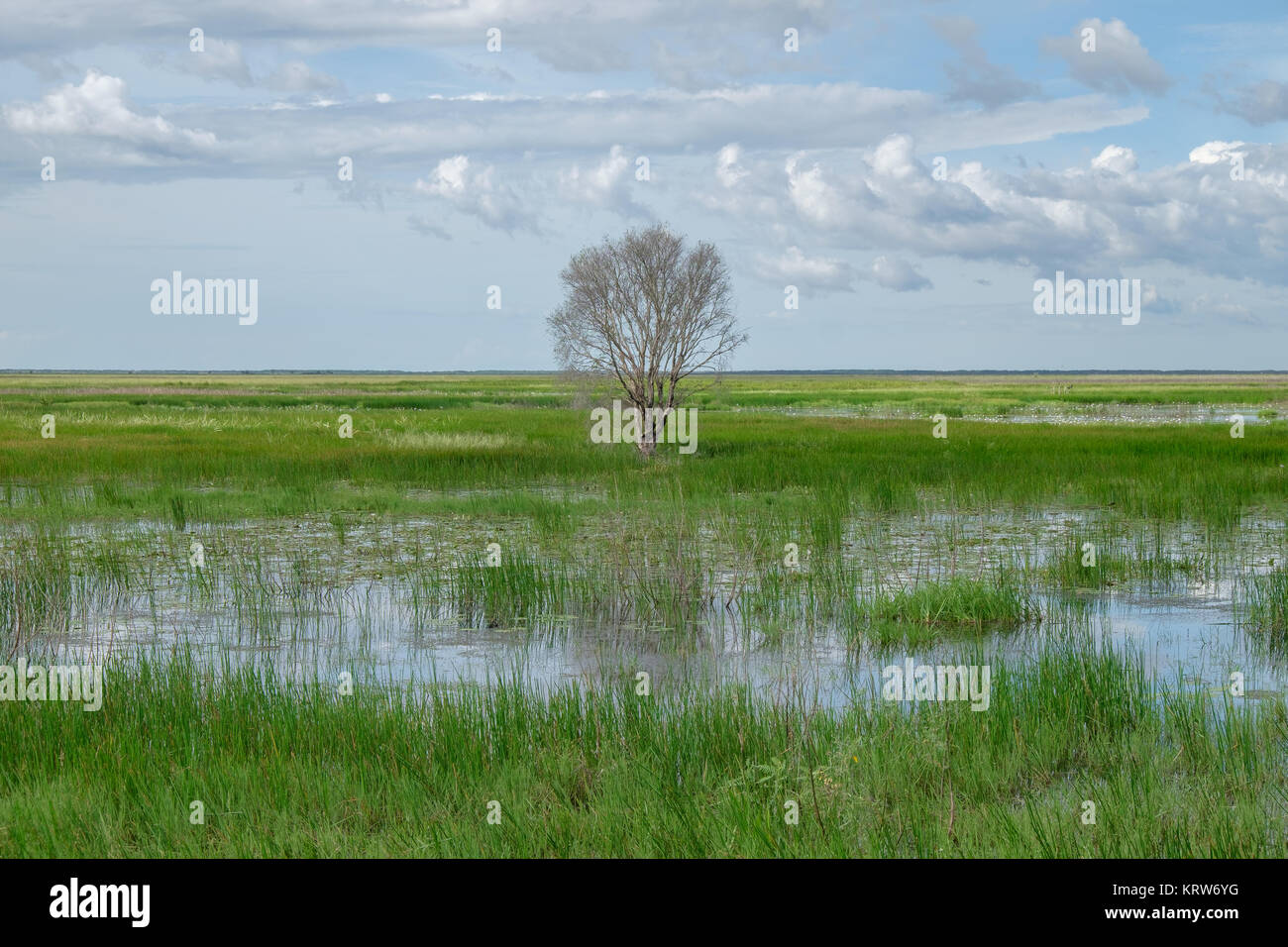 Fogg Dam, NT Stockfoto