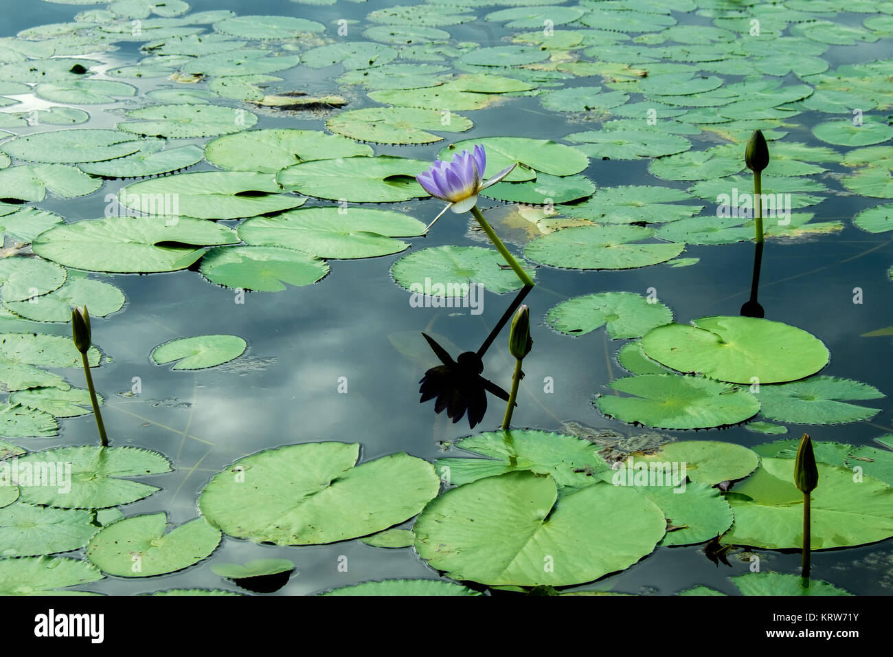 Fogg Dam, NT Stockfoto