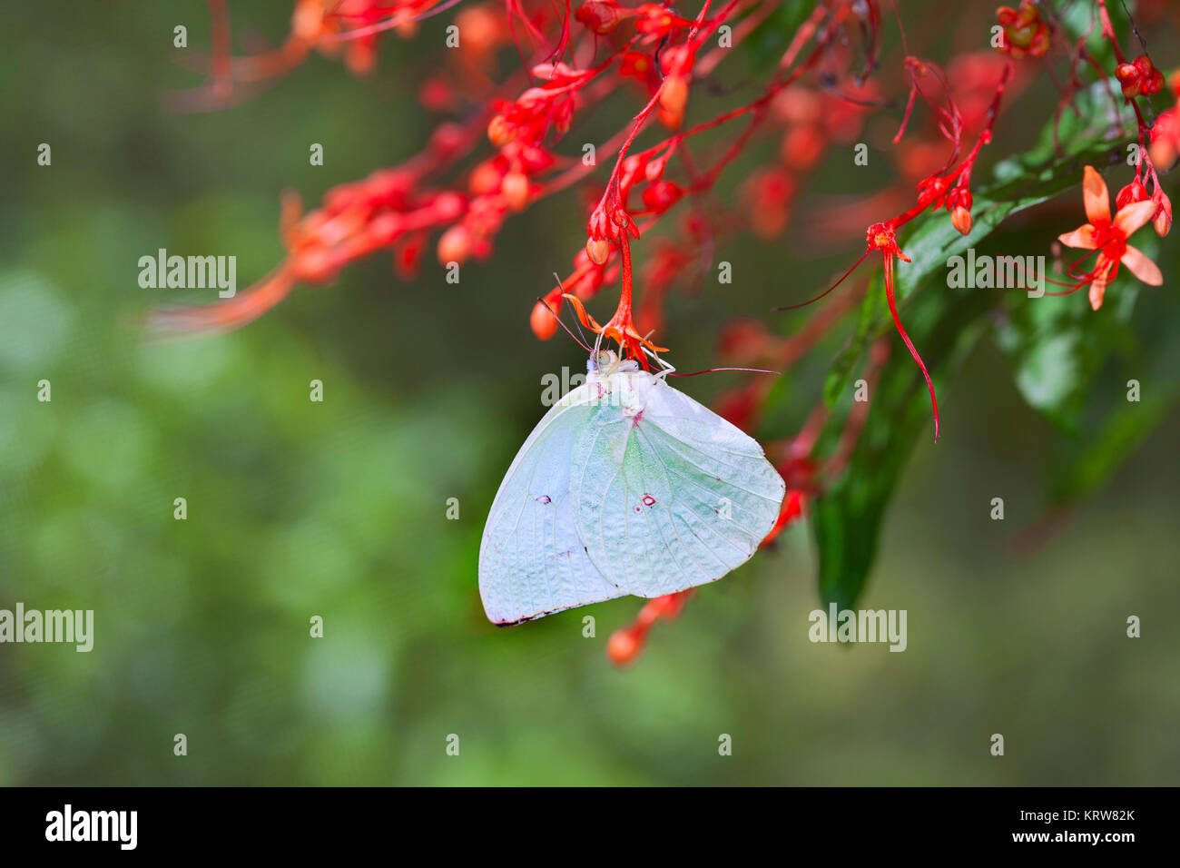 Großer Baum Nymphen Schmetterling und Blume, ein wunderschöner Schmetterling auf der roten Blume im Garten, Papier, Reis papier Drachen Schmetterling Schmetterling Stockfoto