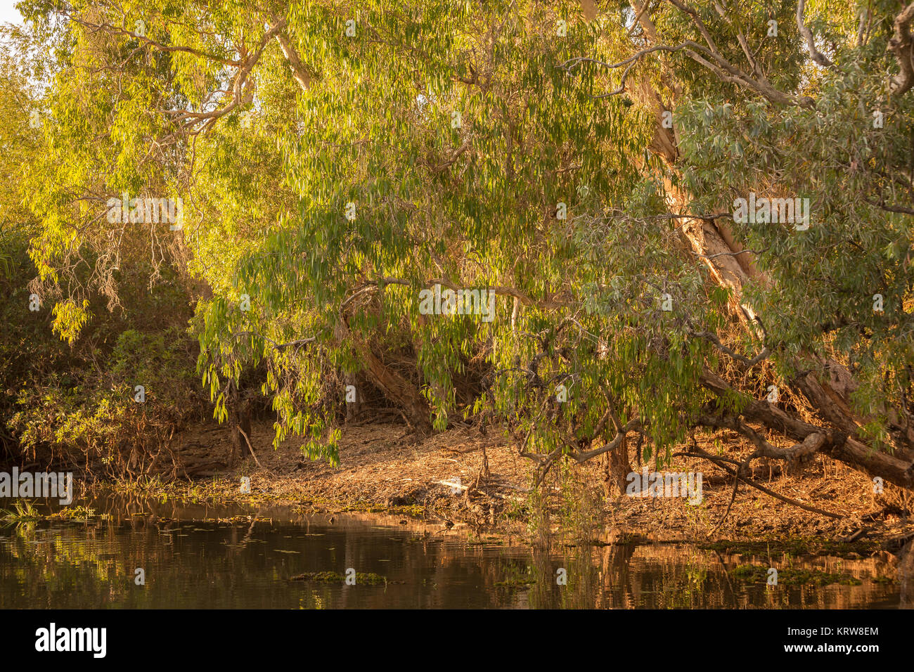 Yellow Waters, Kakadu National Park NT Stockfoto