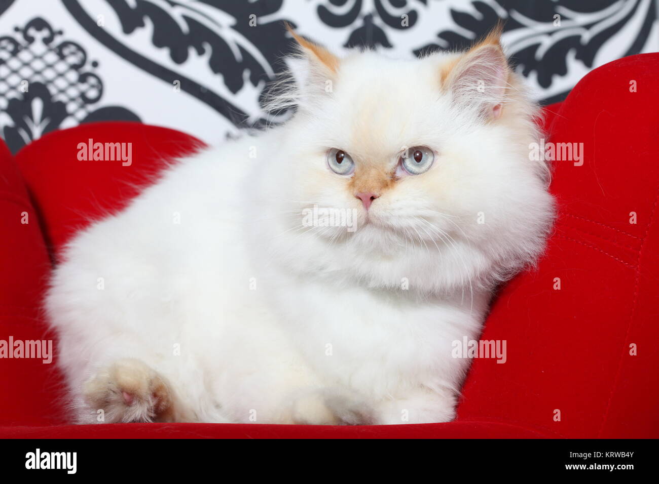 Persische aristokratische Katze Stockfoto