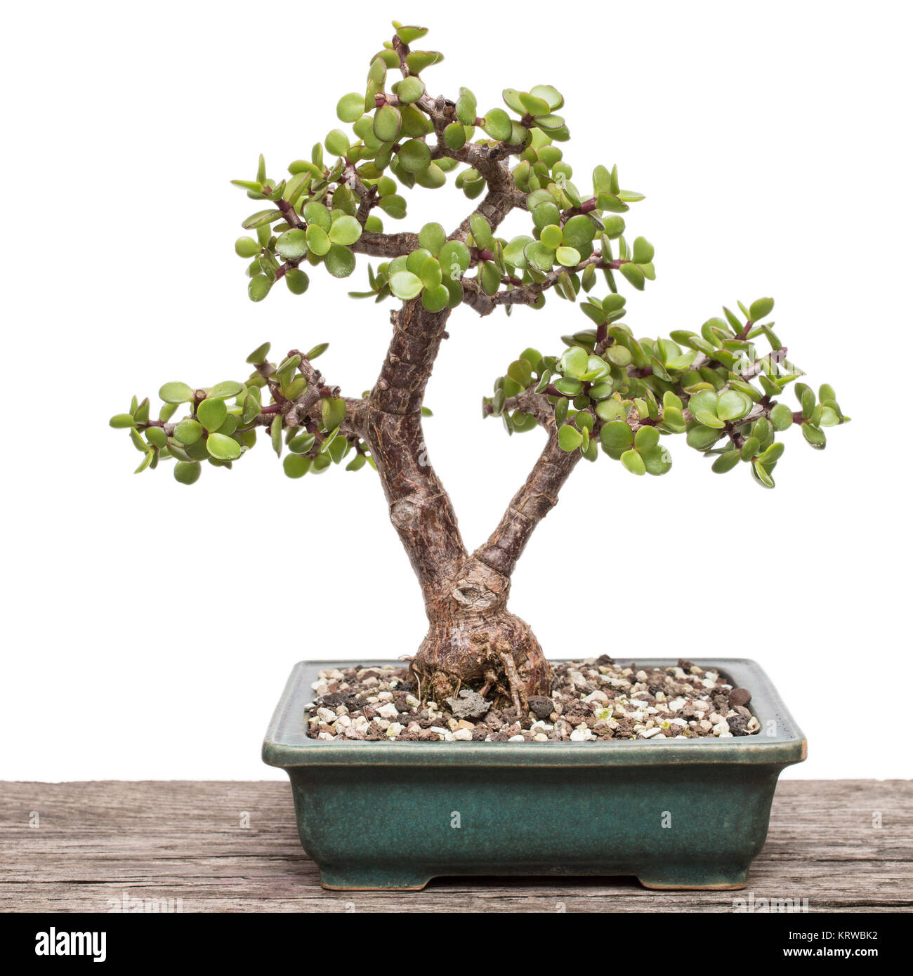 jadebaum (Portulacaria afra) als Bonsai-Baum Stockfotografie - Alamy
