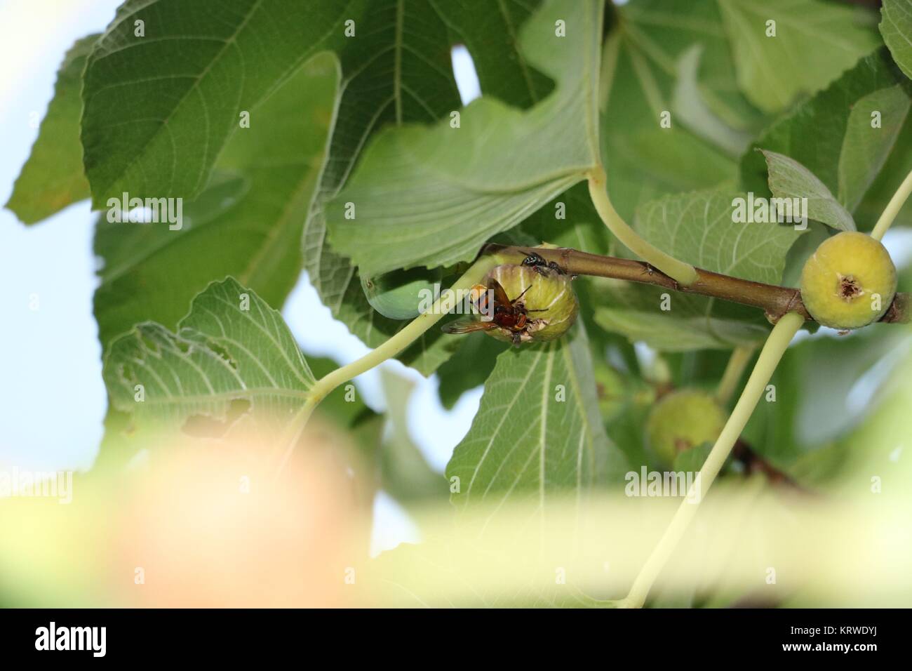 Seltsame fliegen wie die Wespe auf dem Baum Stockfoto