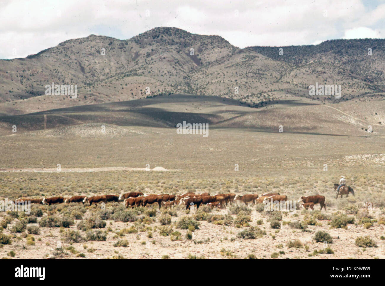 Cowboy herding Hereford Kühe auf sehr trockenen Ranch Land in der Wüste von Nevada in den frühen 1970er Jahren Stockfoto