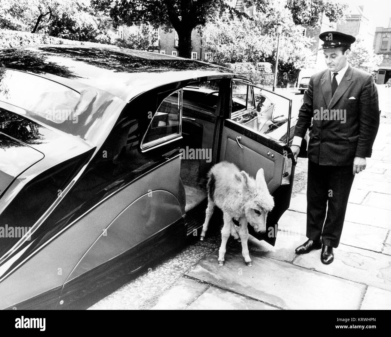 Chauffeur öffnet die Autotür für Esel, England, Großbritannien Stockfoto