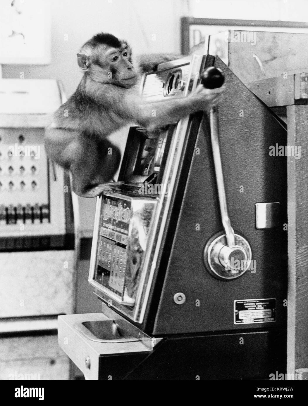 Monkey betreibt Spielautomaten, England, Großbritannien Stockfoto