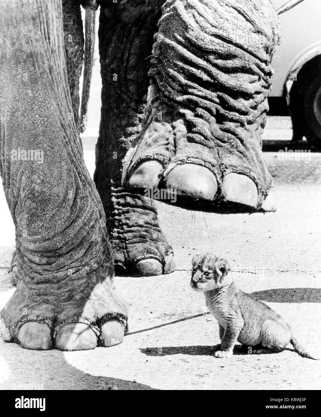 Über Baby Elephant Lion, England, Großbritannien Stockfoto