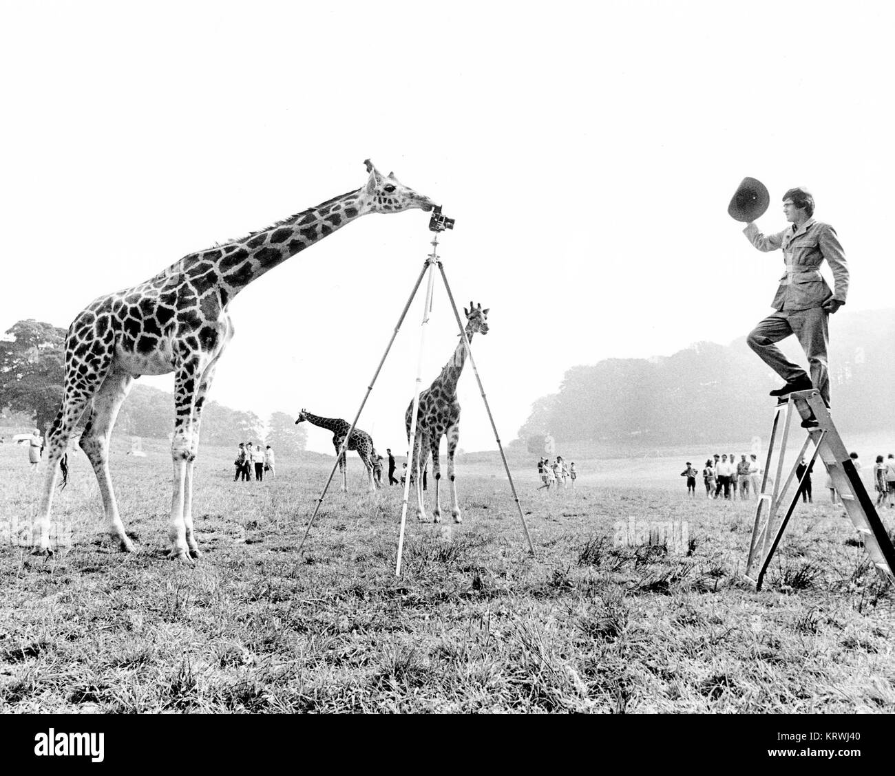Giraffe fotos Ranger, England, Großbritannien Stockfoto