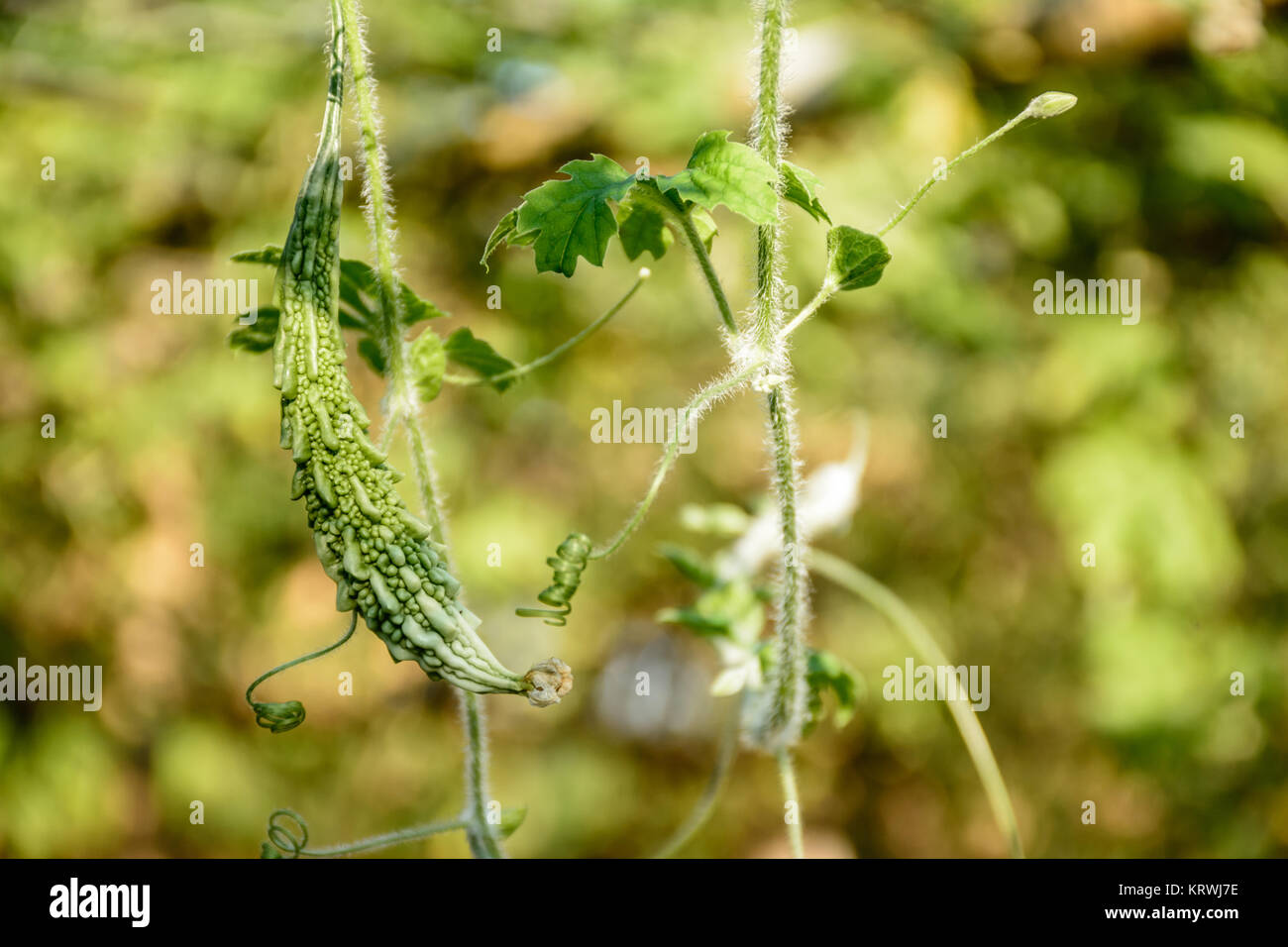 Foto von kleinen bitteren Kürbis Stockfoto