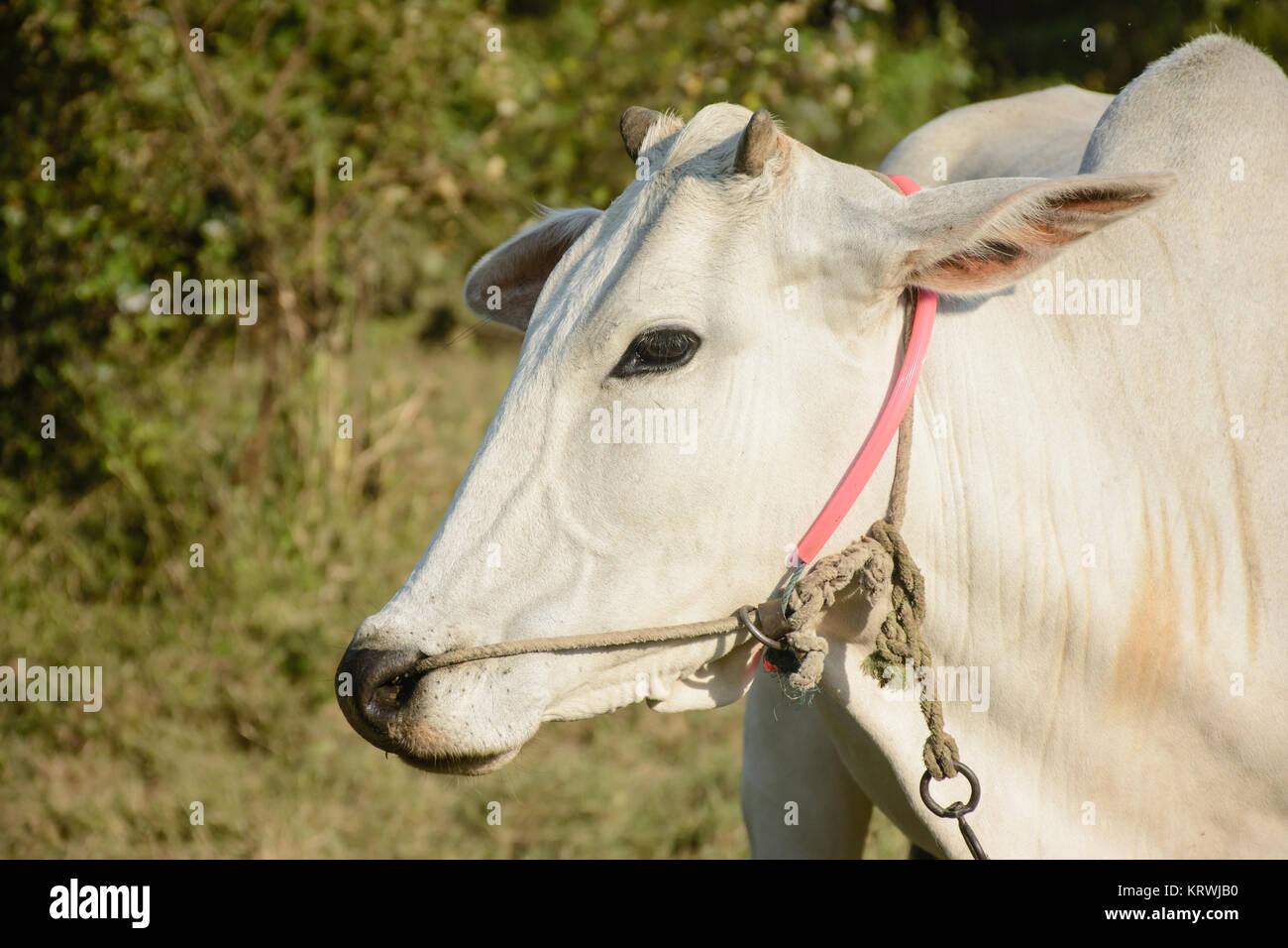 Nahaufnahme der weissen Kuh Stockfoto