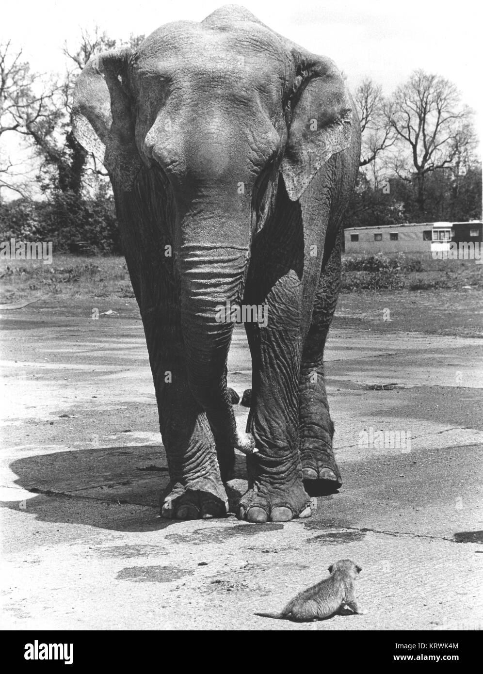 Mit kleinen Löwen, England, Großbritannien Elephant Stockfoto