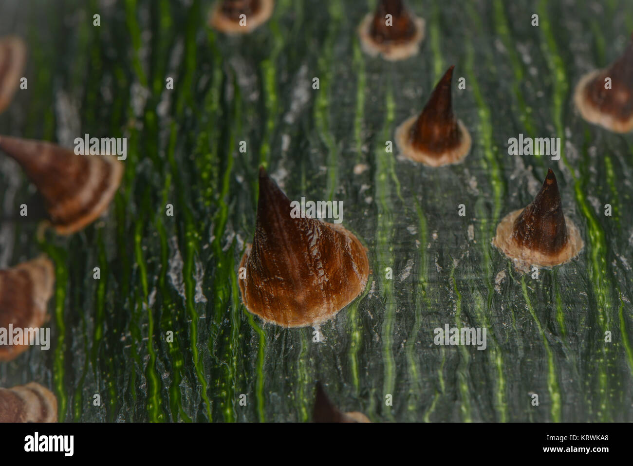 Stacheliger Dschungelbaum Stockfoto