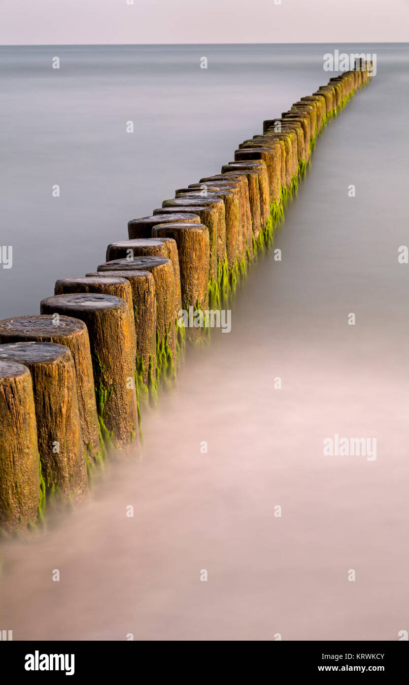 Groyne bedeckt mit Algen in der Ostsee, Fischland, Fischland-Darß-Zingst, Mecklenburg-Vorpommern, Deutschland Stockfoto