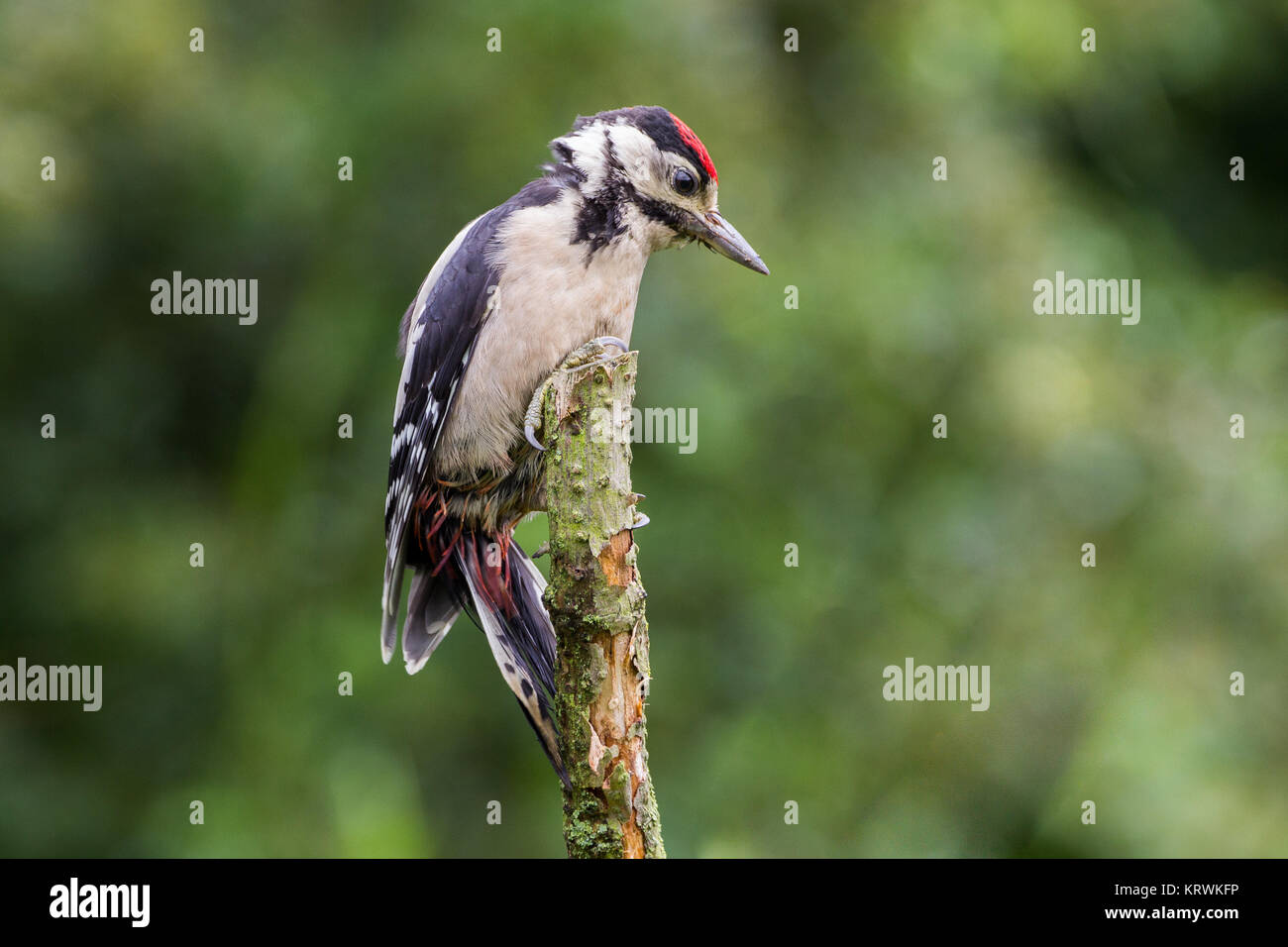 Schelladler Specht (Dendrocopos Major) Stockfoto